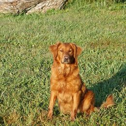 Golden Retrievers from Fetching Goldens, LLC