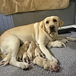 Shammy - Labrador Retriever