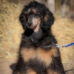 Poodle Puppies from Grace Poodles