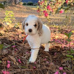 Orange boy - Parti male Goldendoodle puppy in Covington, Louisiana from MyKy Puppies