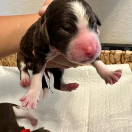 Pink collar - Tri-color female Bernedoodle puppy in Marlow, Oklahoma from Crider’s Critters