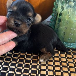 Violet - Black and tan female Yorkshire Terrier puppy in Lafayette, Georgia from Berggipfel Yorkies
