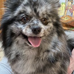 Cher - Pomeranian