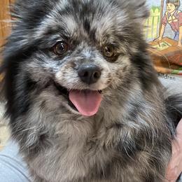 Cher - Pomeranian