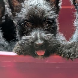 Black female - Black female Scottish Terrier puppy in Oak Harbor, Ohio from Scotland Yard Kennels