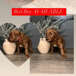 Goldendoodle Puppies from Sisters Doodles