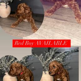 Goldendoodle Puppies from Sisters Doodles