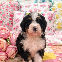 Steve - Tri-color male Bernedoodle puppy in Kilgore, Texas from Furry Tail Doodles