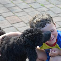 Poodle Puppies from D and D Standard Poodles