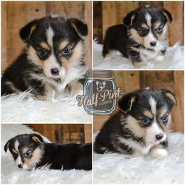 American Corgi and Pembroke Welsh Corgi Puppies from Half-Pint Corgis