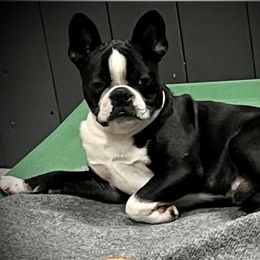 Ripley - Boston Terrier