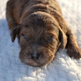April - Merle female Goldendoodle puppy in Afton, Oklahoma from C5 Doodles