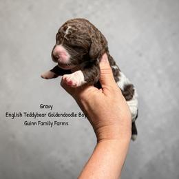 Gravy Chocolate English Teddybear - Chocolate male Goldendoodle puppy in Grove, Oklahoma from Guinn Family Farms