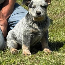 Boy 1 - male Australian Cattle Dog puppy in Waterloo, South Carolina from Star Ranch Australian Cattle Dogs