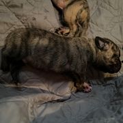 Siete - Silver male Perro de Presa Canario puppy in Lenexa, Kansas from Medianoche GatoPerros