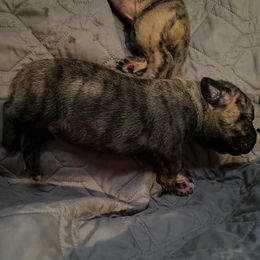 Siete - Silver male Perro de Presa Canario puppy in Lenexa, Kansas from Medianoche GatoPerros