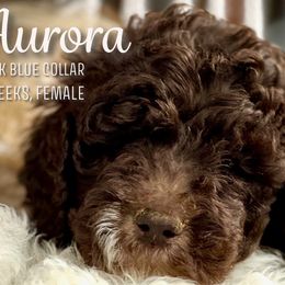 Aurora - Brown and white Aussiedoodle puppy in Marion, North Carolina from Puddles' Puppies