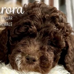 Aurora - Brown and white Aussiedoodle puppy in Marion, North Carolina from Puddles' Puppies