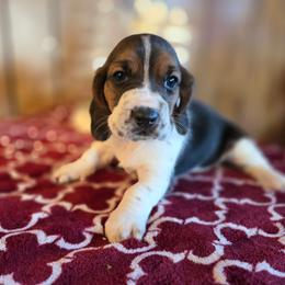 Mrs. Rabbit - Black white and brown female Basset Hound puppy in Valley, Washington from Enchanted Valley Paws