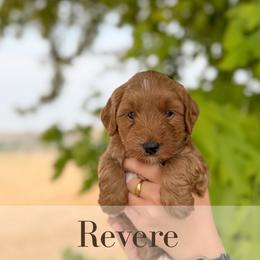 Revere - Red  male Goldendoodle puppy in Melba, Idaho from KZ Doodles