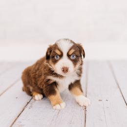 Milton - Red tri male Miniature Australian Shepherd puppy in Enoch, Utah from Twisted H Aussies
