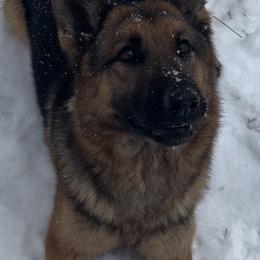 Vada - Black and tan female German Shepherd puppy in Dawsonville, Georgia from Des Nebels
