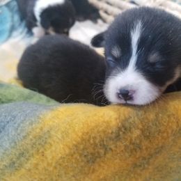 American Corgi and Pembroke Welsh Corgi Puppies from Casa Del Corgi