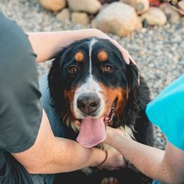 Bernedoodles and Bernese Mountain Dogs from Central Washington doodles