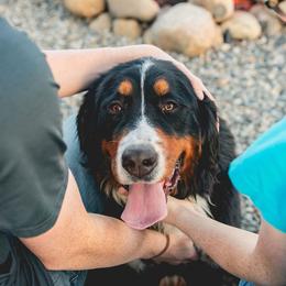 Bernedoodles and Bernese Mountain Dogs from Central Washington doodles