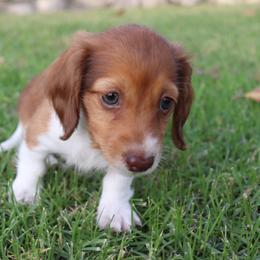 Dachshund Puppies from Dachshund Pups