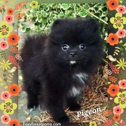 Pigeon - Black female Pomeranian puppy in Eatonville, Washington from Foxy Forest Poms