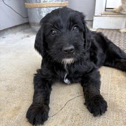 Goldendoodle Puppies from H&H Goldendoodles of Braselton