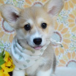 Jax - Red male Pembroke Welsh Corgi puppy in Oswego, Kansas from Wind Dial Farm