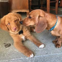 Nova Scotia Duck Tolling Retriever Puppies from Forest Cove Tollers