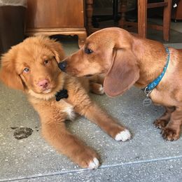 Nova Scotia Duck Tolling Retriever Puppies from Forest Cove Tollers