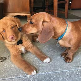 Nova Scotia Duck Tolling Retriever Puppies from Forest Cove Tollers