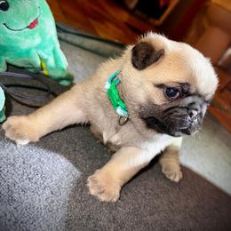 Teal - Fawn female Pug puppy in Baylis, Illinois from Cameo's Pugs