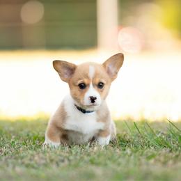 Blue collar Male- Mario - Red male Pembroke Welsh Corgi puppy in Waverly Hall, Georgia from 6g Ranch Corgis