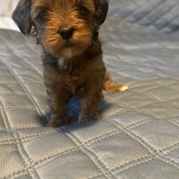 Cavapoo and Maltipoo Puppies from Julie Chandler