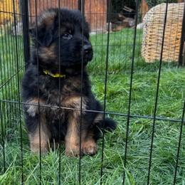 Boston - Black and red male German Shepherd puppy in Snohomish, Washington from Wataha Shepherds