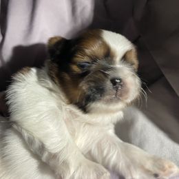 Shih Tzu Puppies from Lauri's Shih Tzus