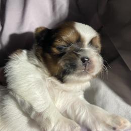 Shih Tzu Puppies from Lauri's Shih Tzus
