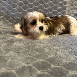 Red Collar - Liver and white male Shorkie puppy in Staten Island, New York from Sensational Shorkies