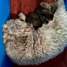 Girl 2 - Liver female Shih Tzu puppy in Ada, Oklahoma from Rollins Farms Shih Tzus