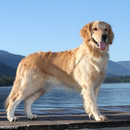 Sparrow - Golden female Golden Retriever puppy in Palmdale, California from AmazingK9s