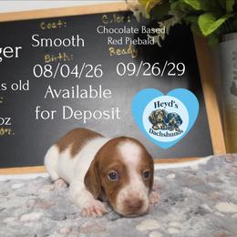 Tigger - Piebald male Dachshund puppy in Hoquiam, Washington from Heyd's Mini Dachshunds