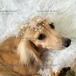 Peachy cream - Dachshund