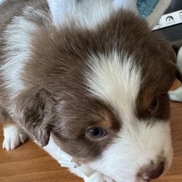 Australian Shepherd Puppies from Fly by Nite Australian Shepherds
