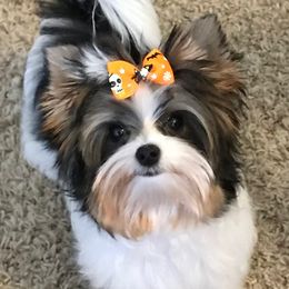 Biewer Terriers and Yorkshire Terriers from WB's Yorkies and Biewers