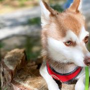 Alaskan Klee Kai from Excelsior Klee Kai